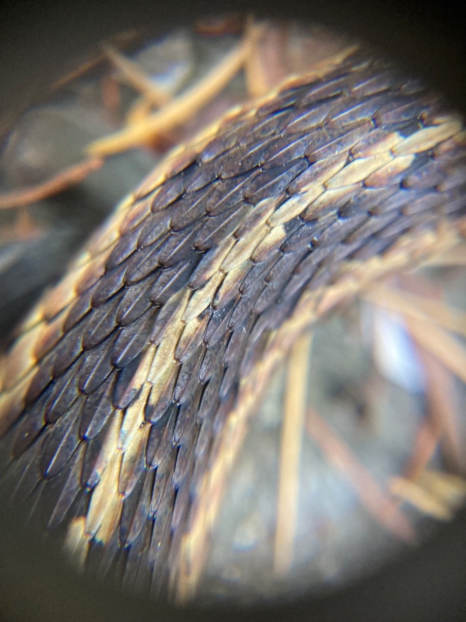 A close-up view of the beautiful keeled scales of an Eastern garter snake’s “skin.”